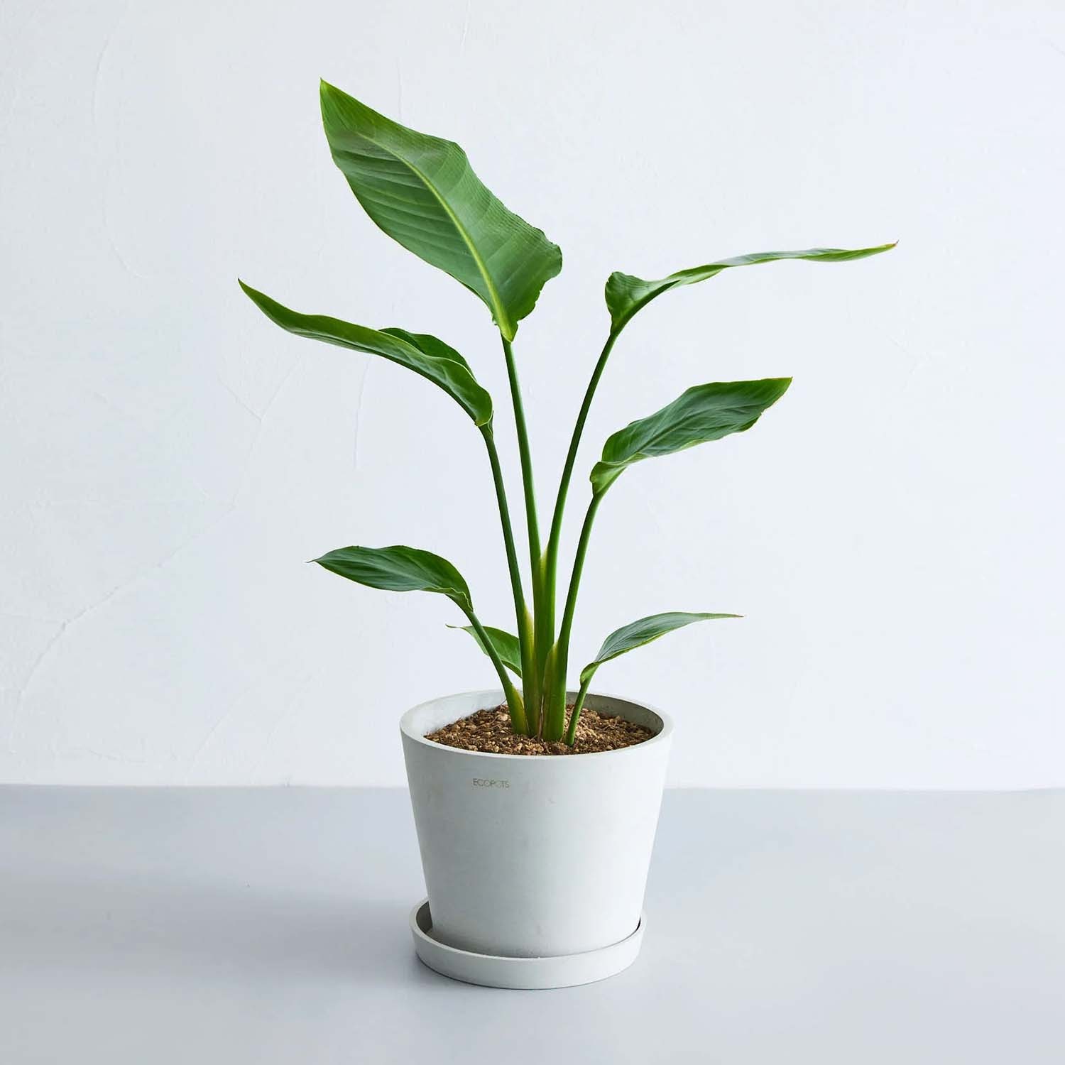 ストレリチア・オーガスタ