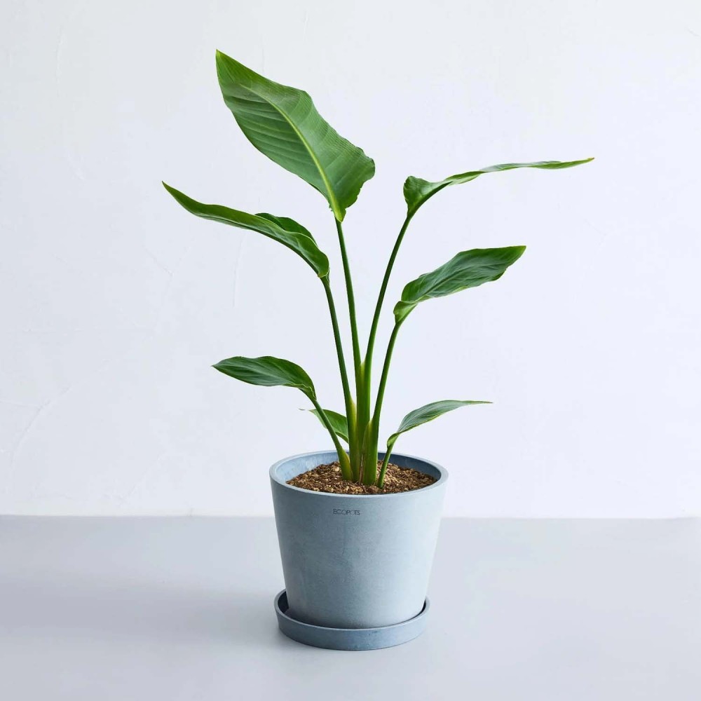 ストレリチア・オーガスタ | 空間を明るくする生き生きとした観葉植物