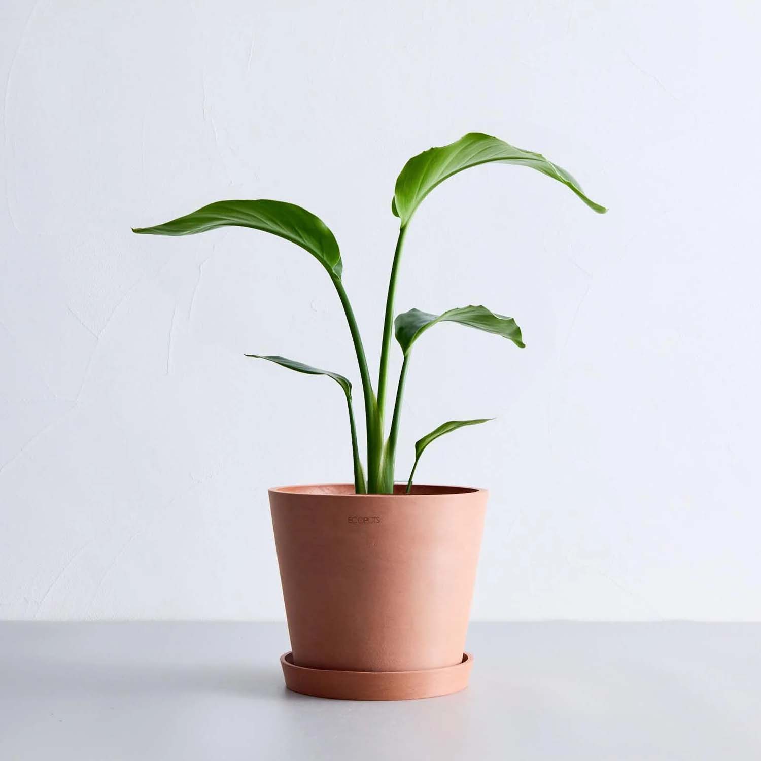 ストレリチア・オーガスタ | 空間を明るくする生き生きとした観葉植物