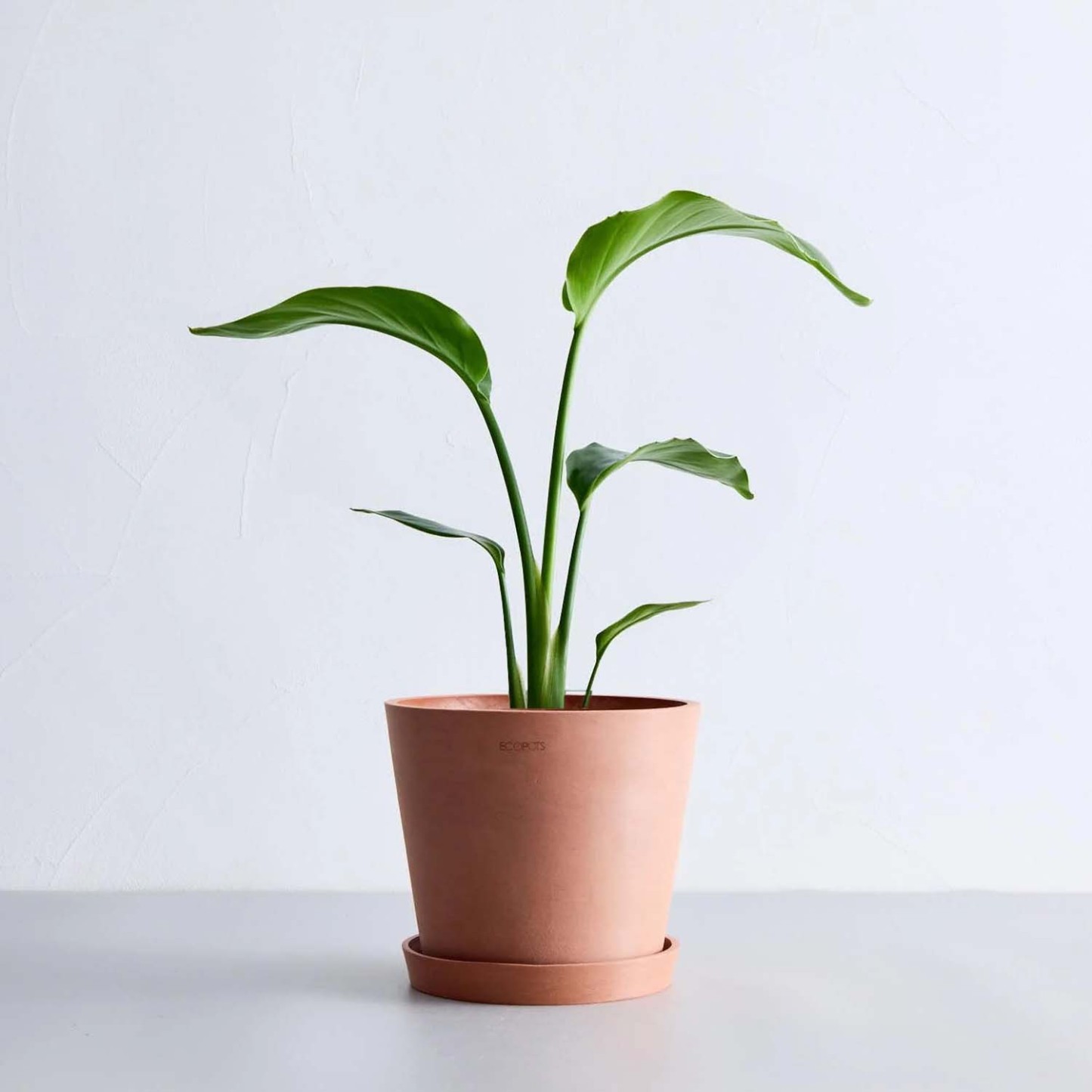 ストレリチア・オーガスタ