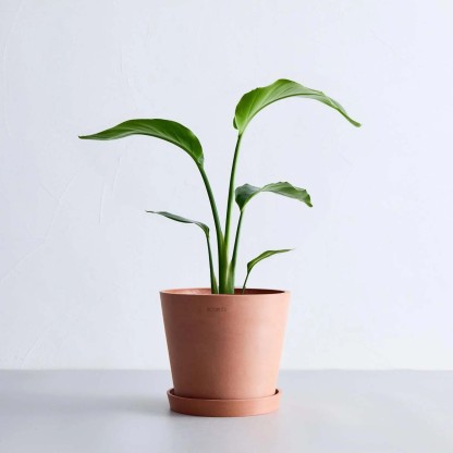 ストレリチア・オーガスタ