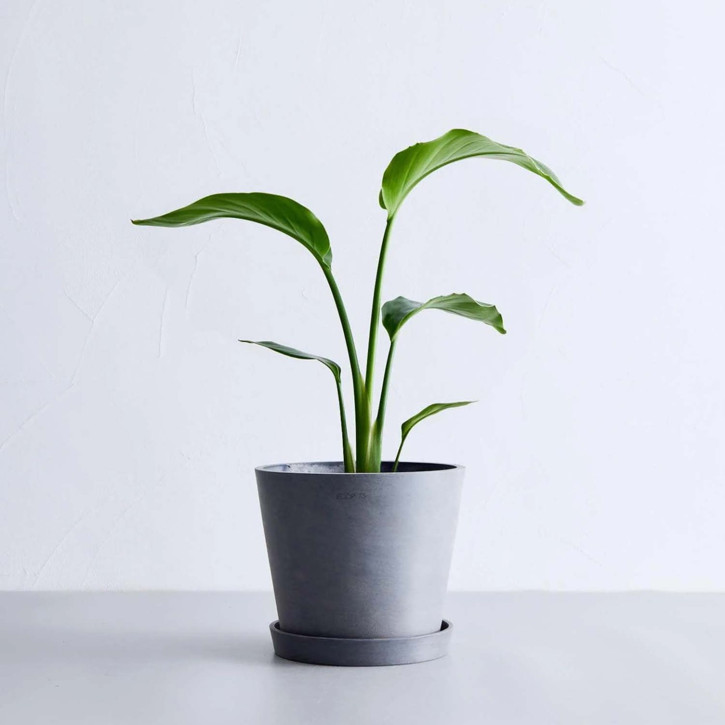 ストレリチア・オーガスタ