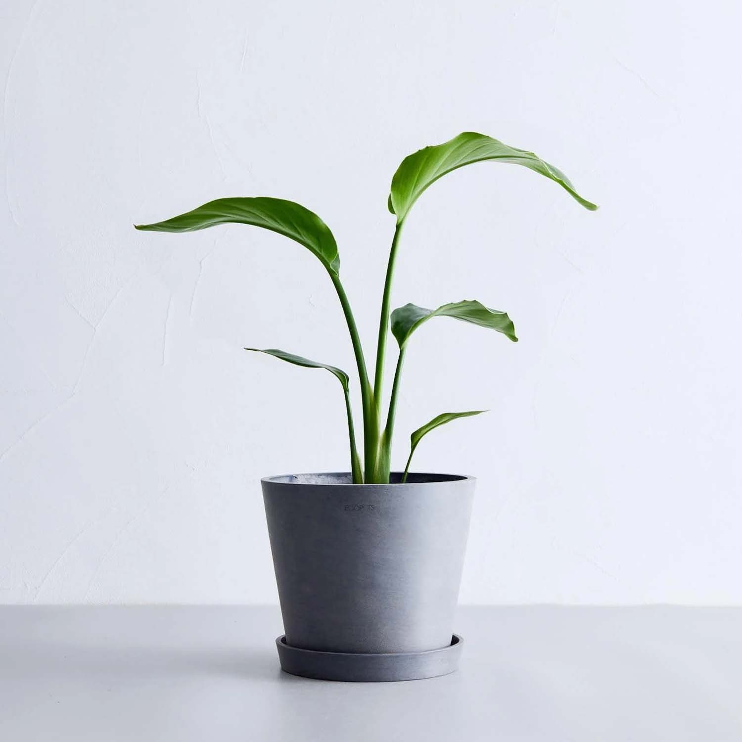 ストレリチア・オーガスタ