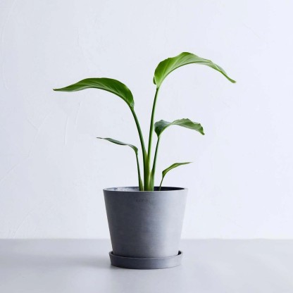 ストレリチア・オーガスタ