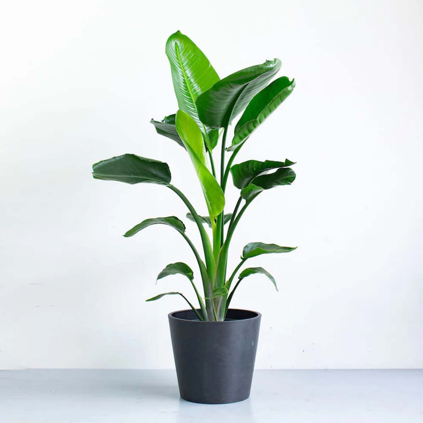 ストレリチア・オーガスタ