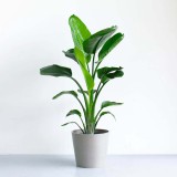 ストレリチア・オーガスタ