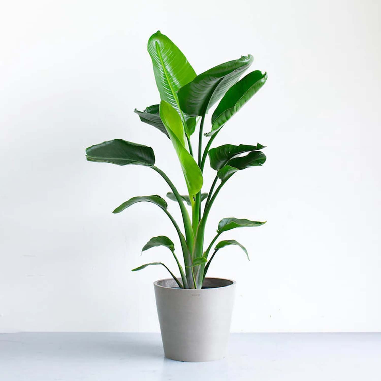 ストレリチア・オーガスタ