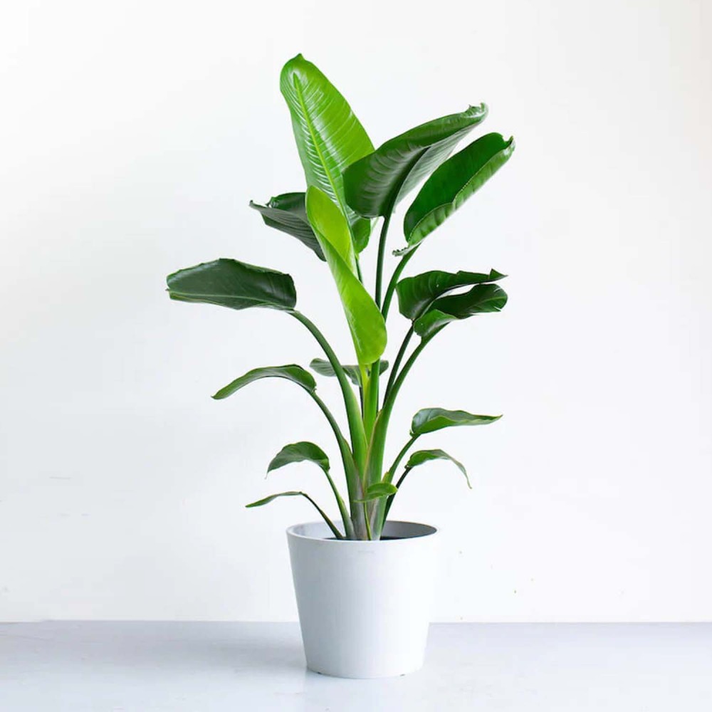 ストレリチア・オーガスタ ストレリチア・オーガスタ | 空間を明るくする生き生きとした観葉植物