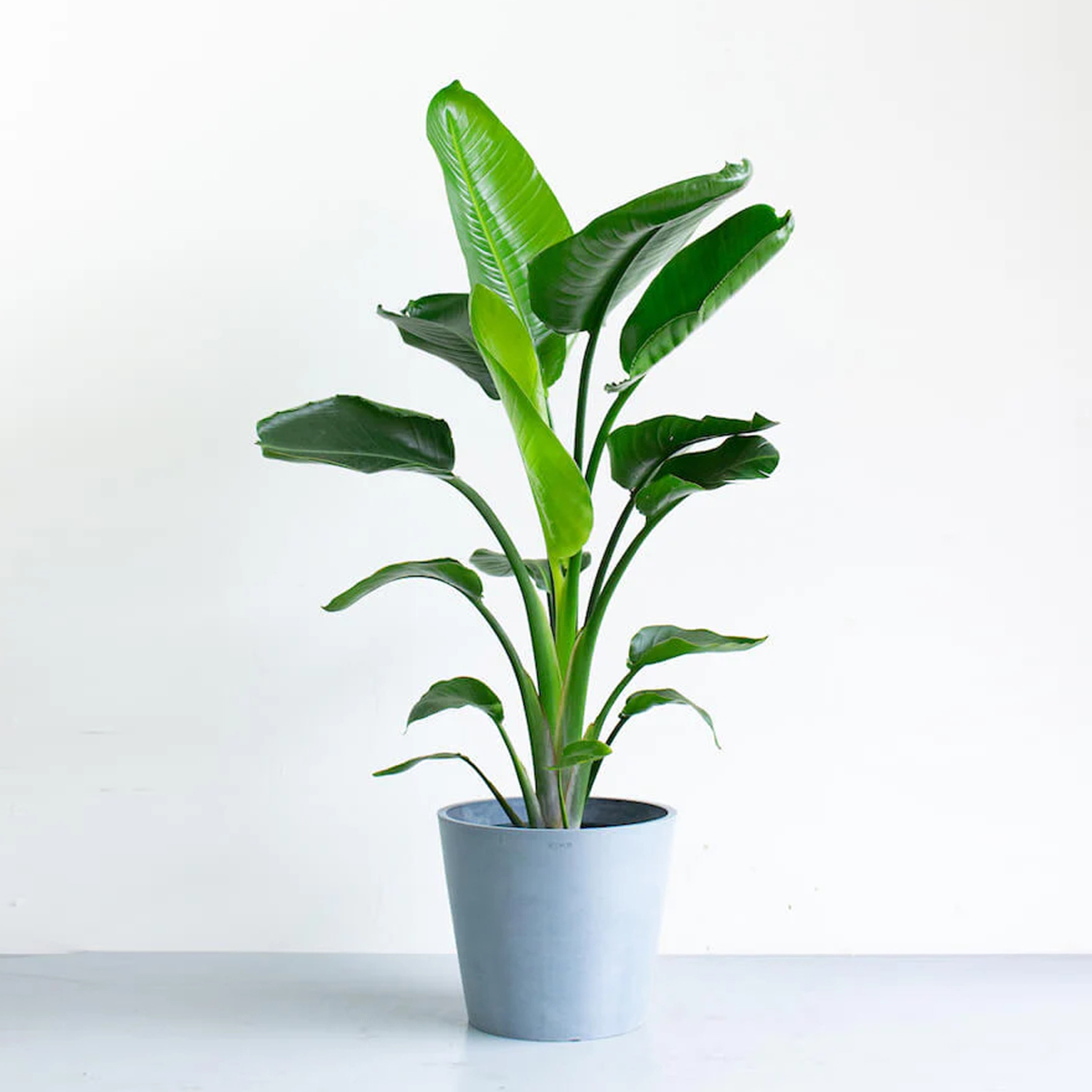 ストレリチア・オーガスタ