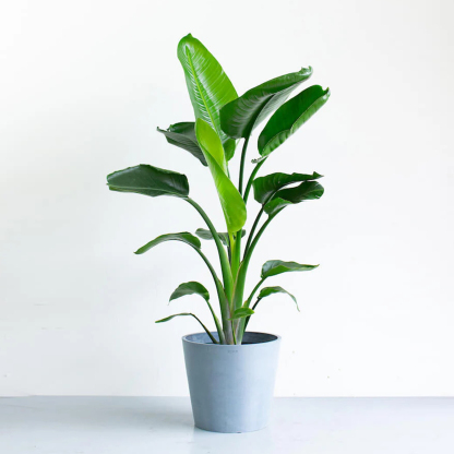 ストレリチア・オーガスタ