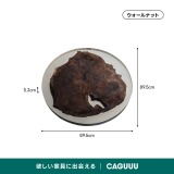 Ever Wood ウォールナット製T型脚ローテーブル天板 - Thumbnail 6