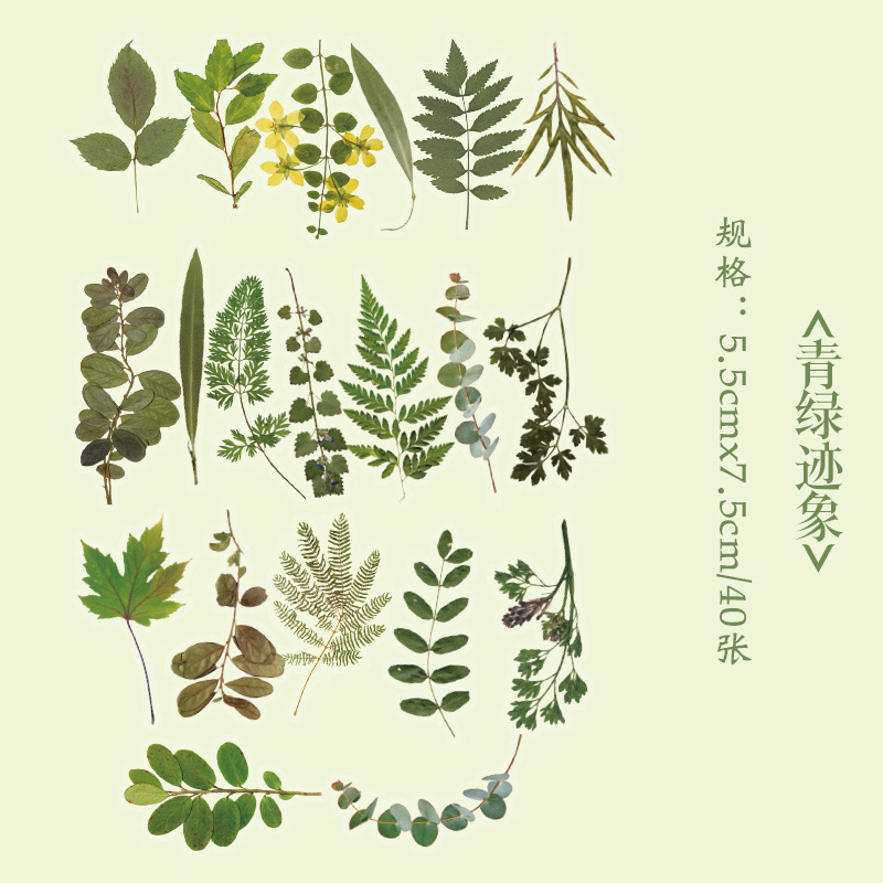 Early foam PET stickers package floral romantic series creative flower plant journal DIY material stickers 8 types selection