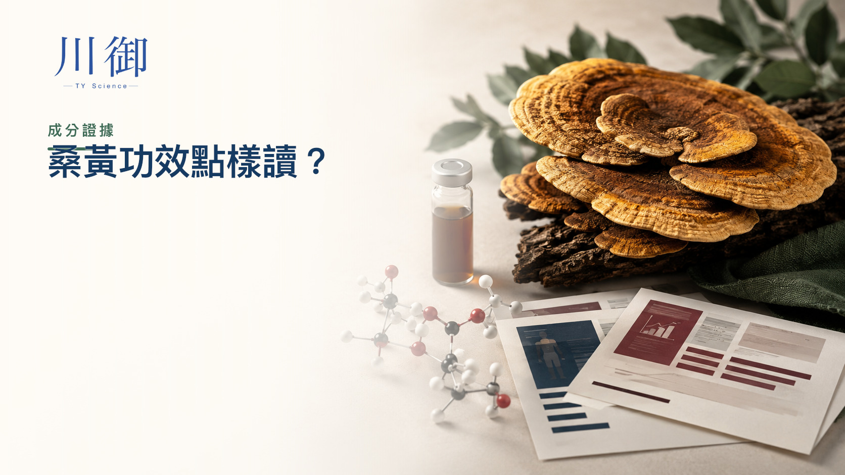 桑黃有咩功效？成分、免疫人體研究、日常使用與安全