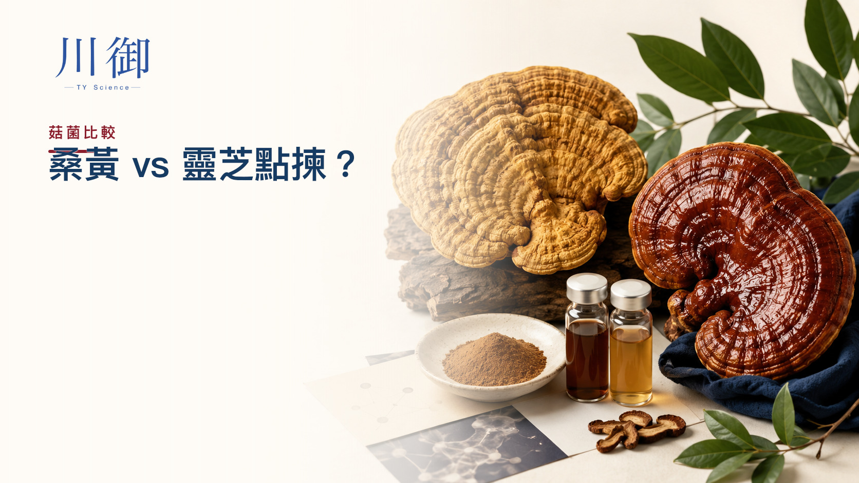 桑黃 vs 靈芝：物種、成分、人體證據與選購比較