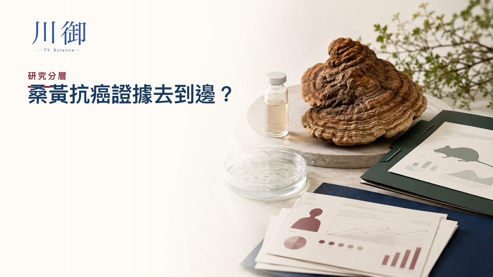 桑黃抗癌是真的嗎？由細胞、動物、免疫指標到人體證據逐層拆解