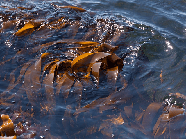褐藻糖膠是什麼？2025褐藻醣膠5款推薦(高純度/小分子/複方) 專業解析與選購指南，守護您與家人的健康！ - 吃吃黃豆粉(@skyland) |