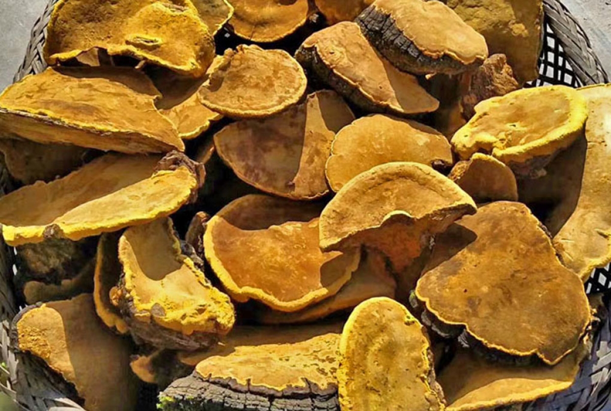 桑黃- 台德生醫