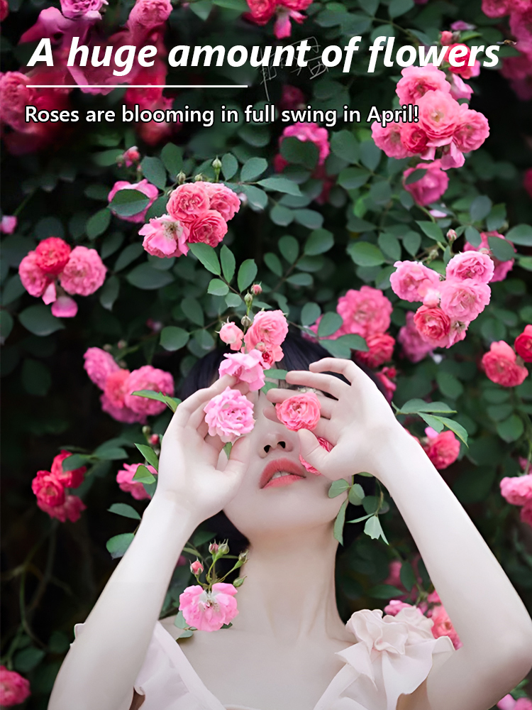 Climbing Rose Seeds [Bloom All Year Round]