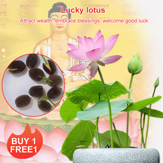 Home ornamental lotus seeds (free shipping)