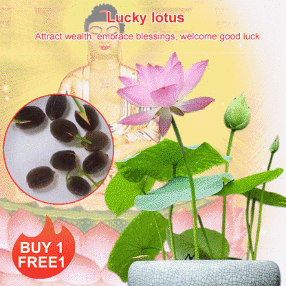 Home ornamental lotus seeds (free shipping)