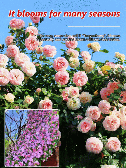 Climbing Rose Seeds [Bloom All Year Round]