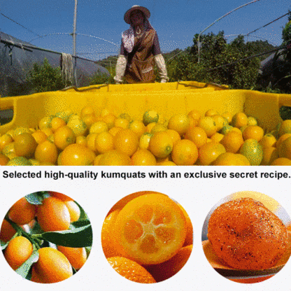 Tangerine Peel, Yam, Licorice, Kumquat