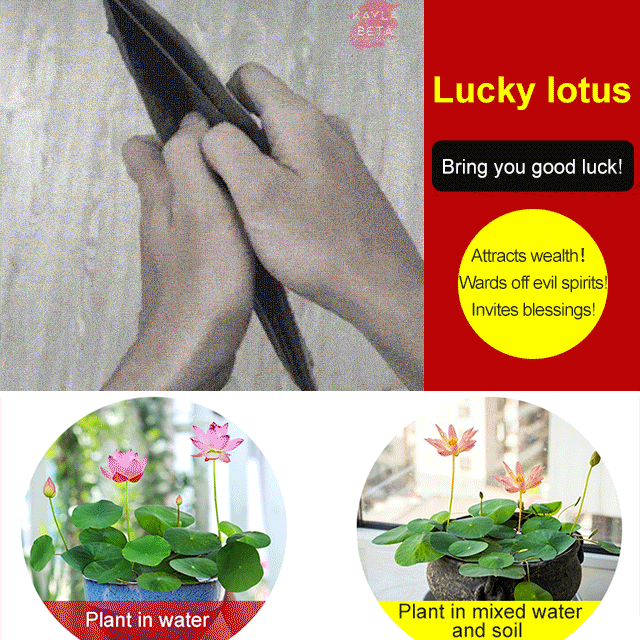 Home ornamental lotus seeds (free shipping)