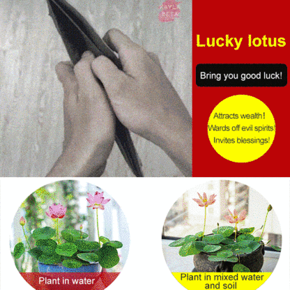 Home ornamental lotus seeds (free shipping)