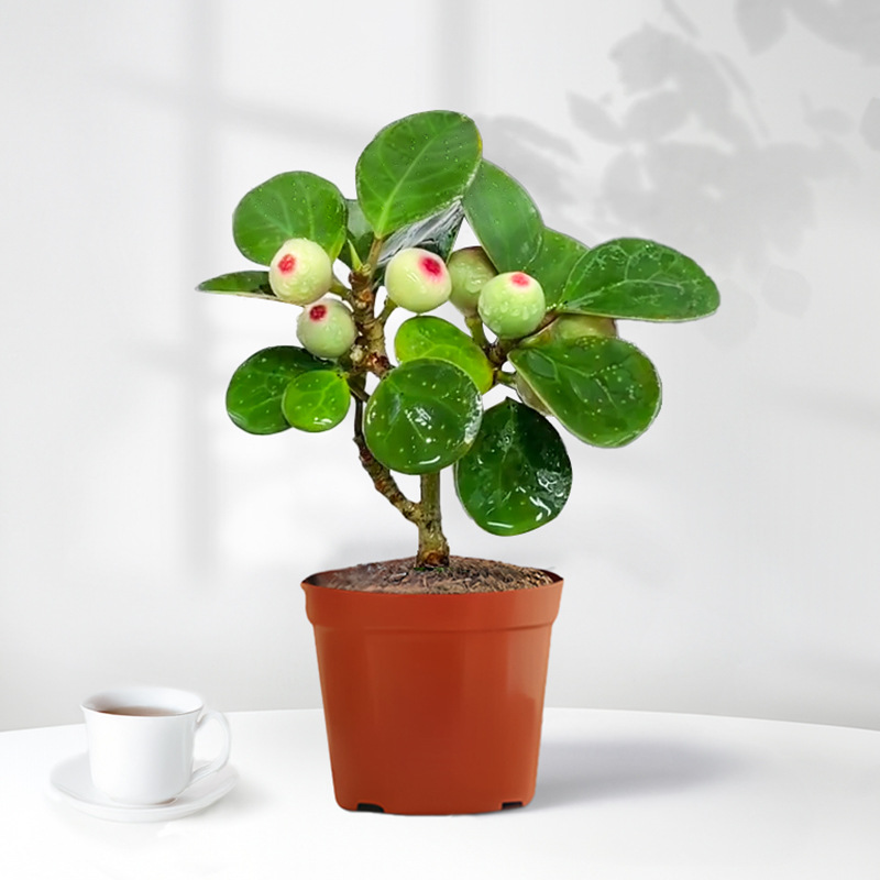 Little Pan Bodhi Green Plant Potted Plant