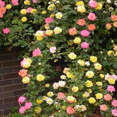 Climbing Rose Seeds [Bloom All Year Round]