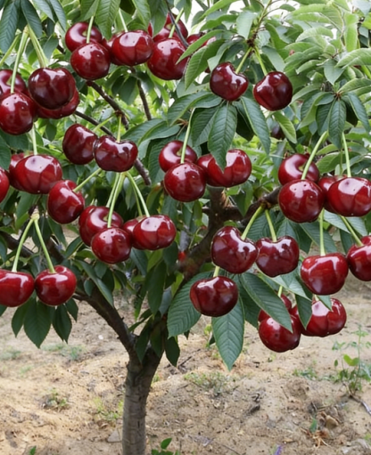 Giant Cherry Fruit Tree: Grow Sweet Cherries with Just One Tree at Home