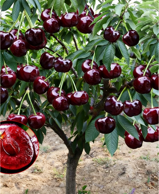 Giant Cherry Fruit Tree: Grow Sweet Cherries with Just One Tree at Home