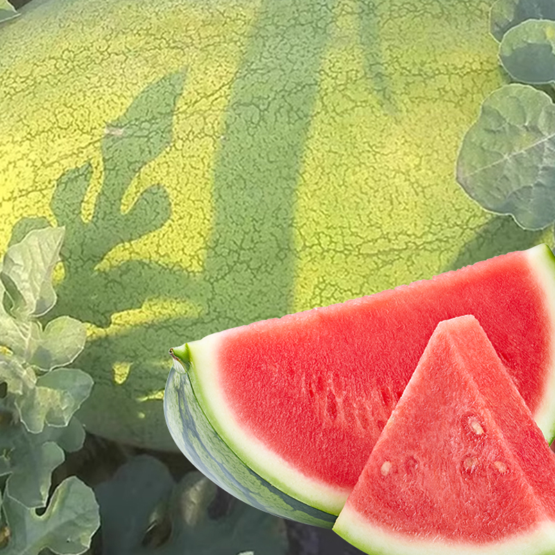 Giant Red Watermelon Seeds - High-Yield Professional Variety for PH Farmers