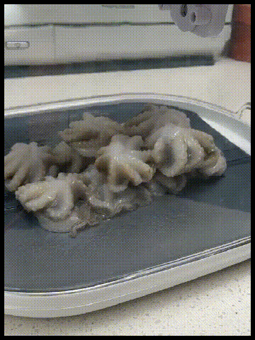 1-(1).gif