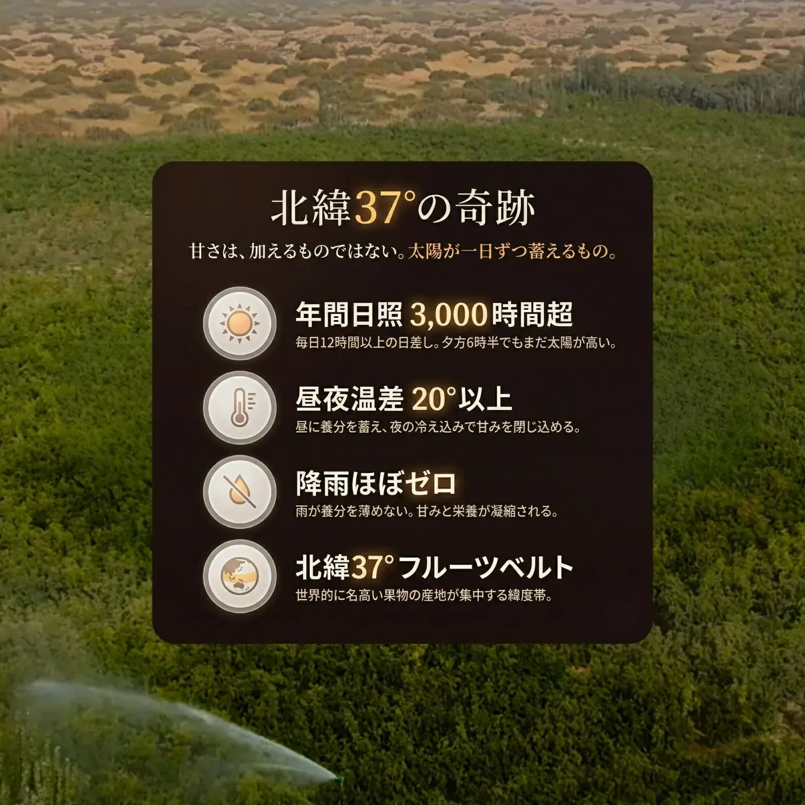 有機なつめが育つ新疆和田の農園