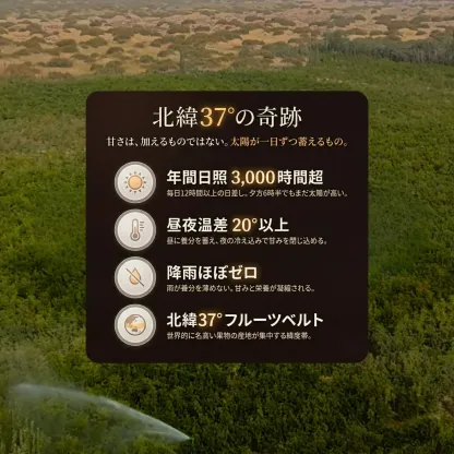 有機なつめが育つ新疆和田の農園