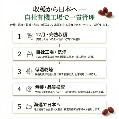 有機なつめ 収穫から自社有機工場・日本到着までの工程