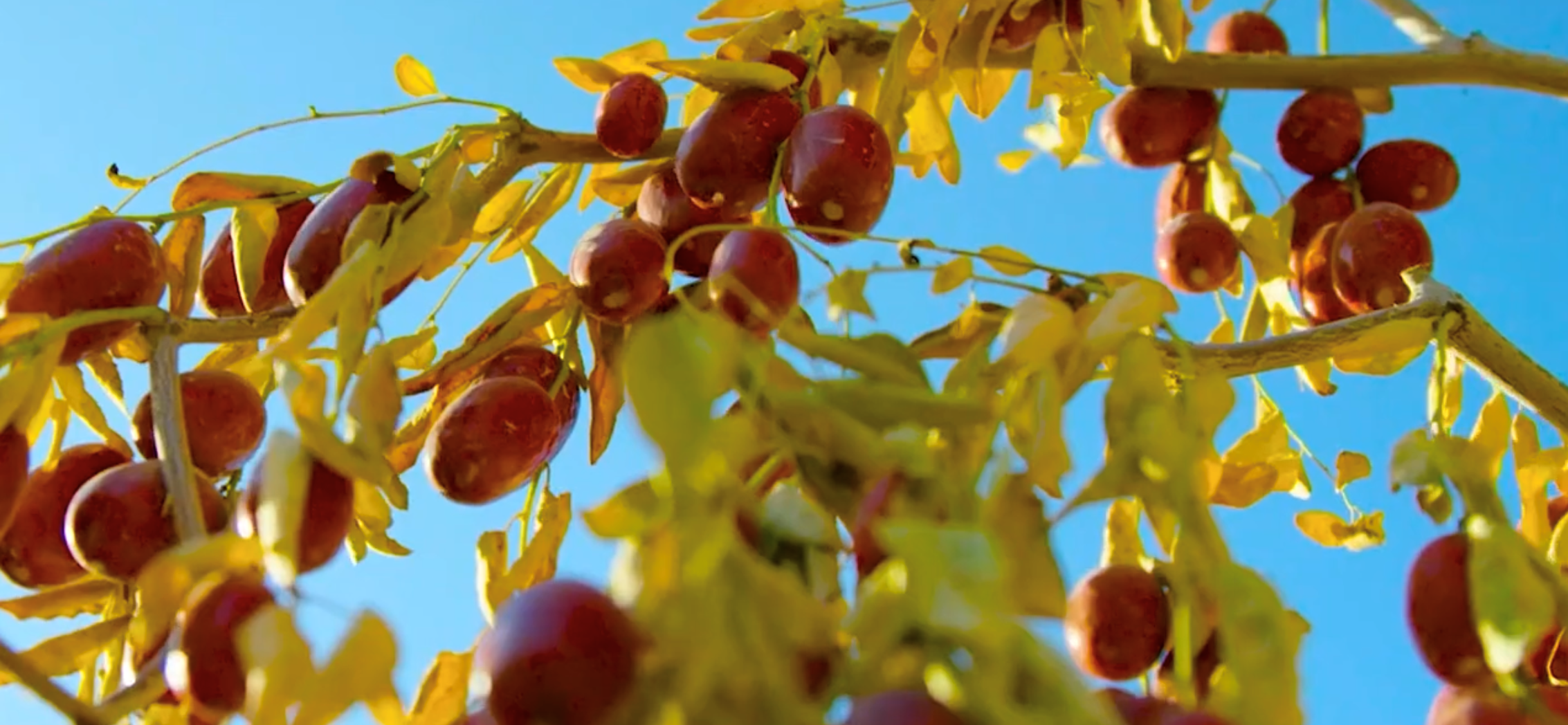 無添加ドライフルーツ