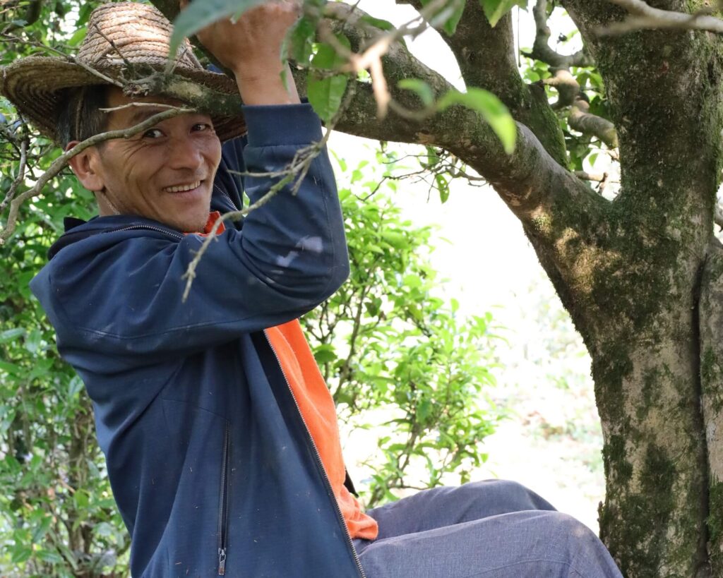 Dr Tang - wild tea farmer