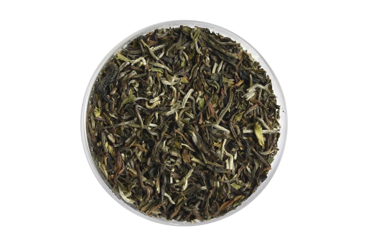 Darjeeling Spring Singell