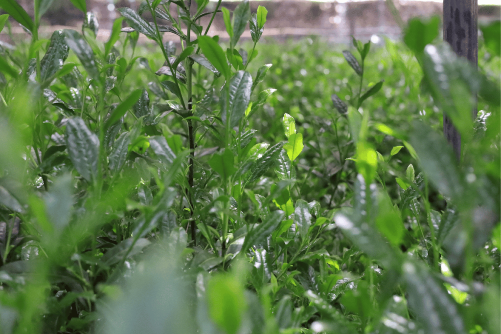 Tencha leaves growing in Uji, Japan for premium Matcha