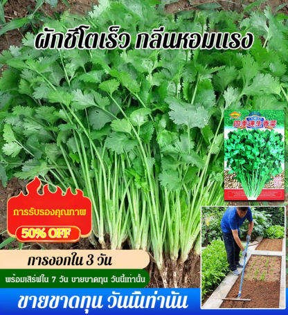 [กลิ่นหอมเข้มข้น] เมล็ดผักชีปลูกได้ทุกฤดูกาล เติบโตเร็ว