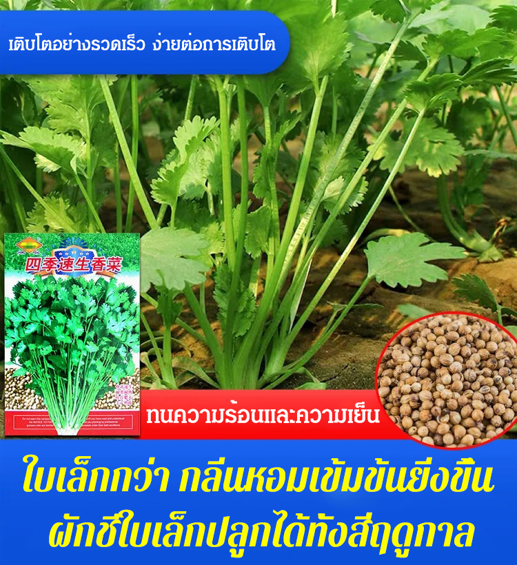 [กลิ่นหอมเข้มข้น] เมล็ดผักชีปลูกได้ทุกฤดูกาล เติบโตเร็ว