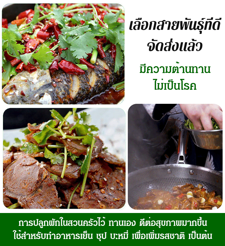 [กลิ่นหอมเข้มข้น] เมล็ดผักชีปลูกได้ทุกฤดูกาล เติบโตเร็ว