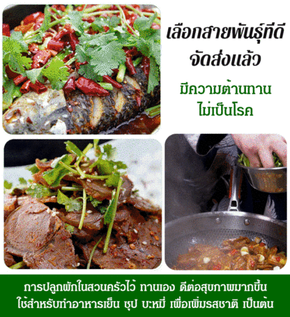 [กลิ่นหอมเข้มข้น] เมล็ดผักชีปลูกได้ทุกฤดูกาล เติบโตเร็ว