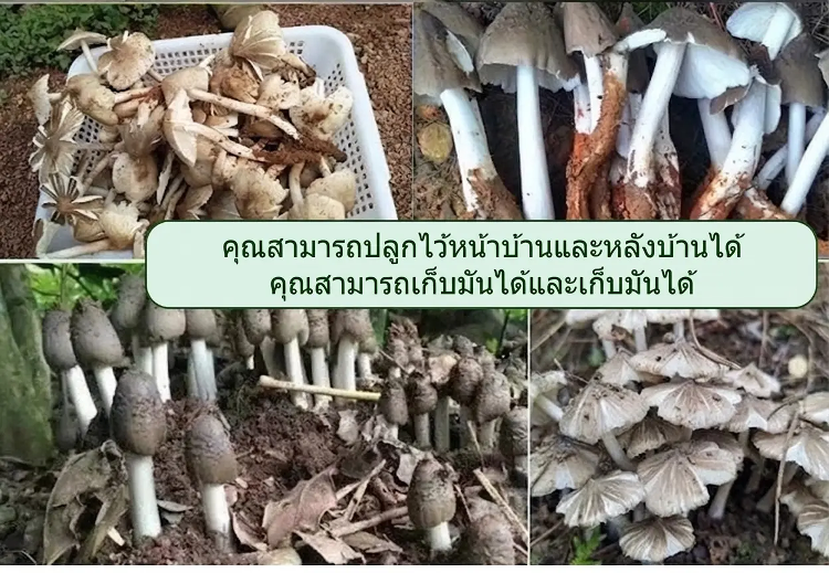 详情图_5.png