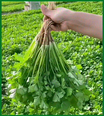 HFH-【香味浓郁】四季速生香菜种子_20-1.gif