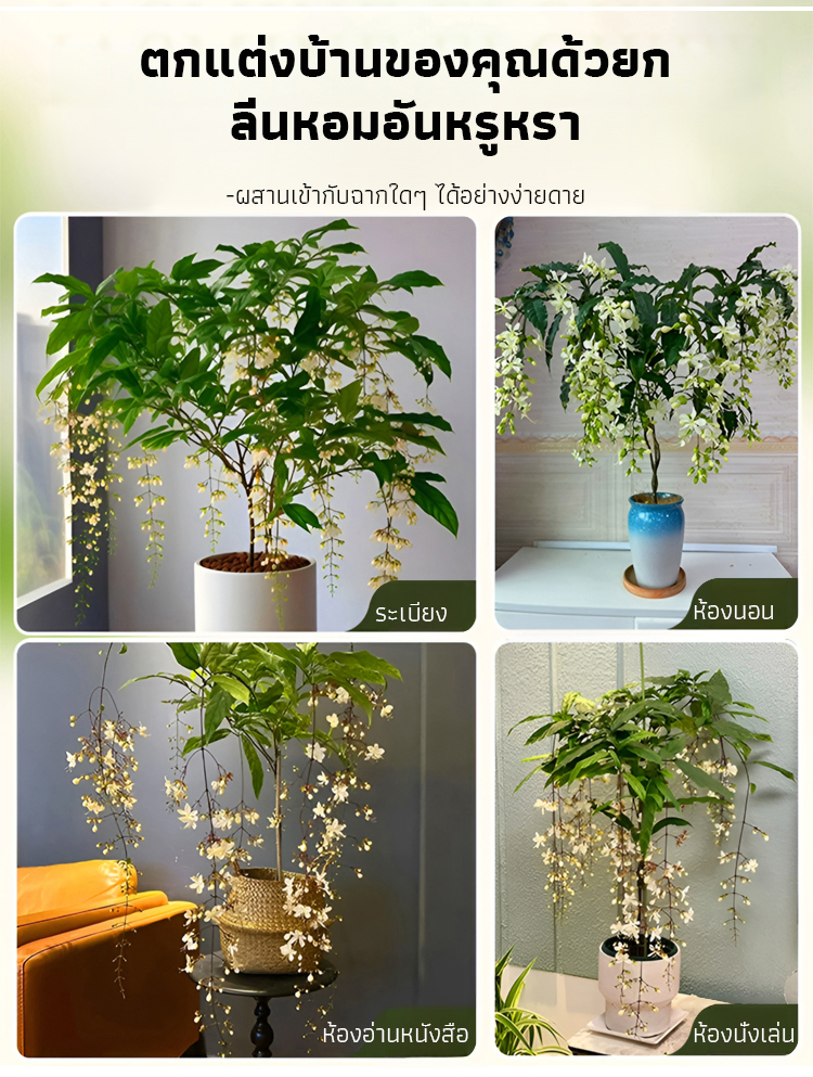 【หอมลอยสิบลี้】เมล็ดพันธุ์ดอกสร้อยสายเพชรกลิ่นหอมเข้มข้น