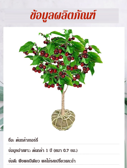 【ต้นเดียวก็ออกผลได้】ต้นกล้าเชอร์รี่ลูกโต