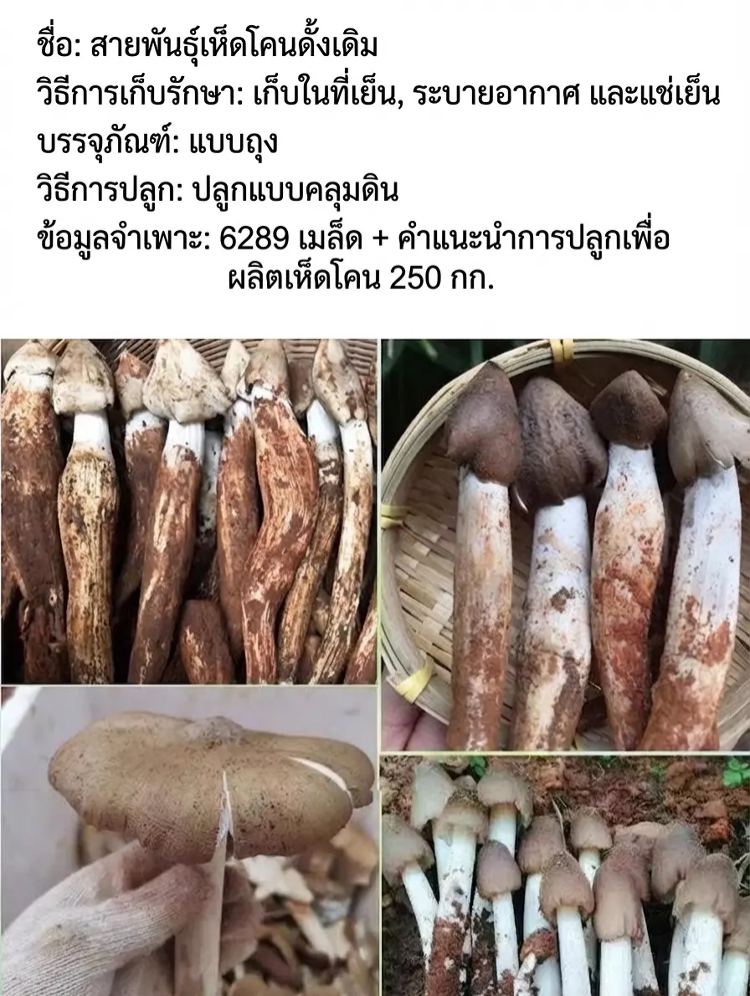 เห็ดไก่โครงแท้